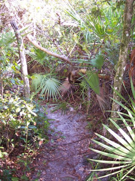 A narrow, winding path through a dense tropical forest, surrounded by lush green foliage and palm fronds. The ground is covered with fallen leaves and the sunlight filters through the trees, creating a dappled lighting effect. Turkey Creek mountain bike trail.