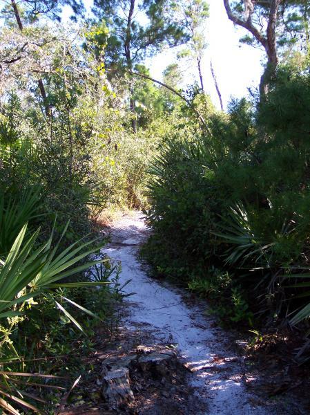 A narrow, sandy path winding through dense vegetation, flanked by tall grasses and shrubbery, with sunlight filtering through the trees overhead. Turkey Creek mountain bike trail.