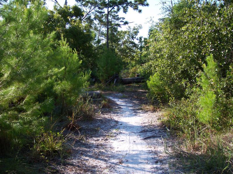 A sandy path surrounded by green vegetation and trees, leading through a natural landscape. Sunlight filters through the foliage, highlighting the lush greenery on either side of the trail. Turkey Creek mountain bike trail.