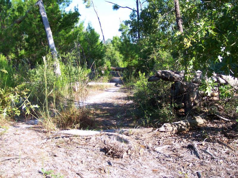 A winding dirt path leads through a lush green forest. Tall grasses and shrubs flank the sides of the path, with scattered fallen logs adding to the natural scenery. Sunlight filters through the trees, creating a serene and inviting atmosphere. Turkey Creek mountain bike trail.