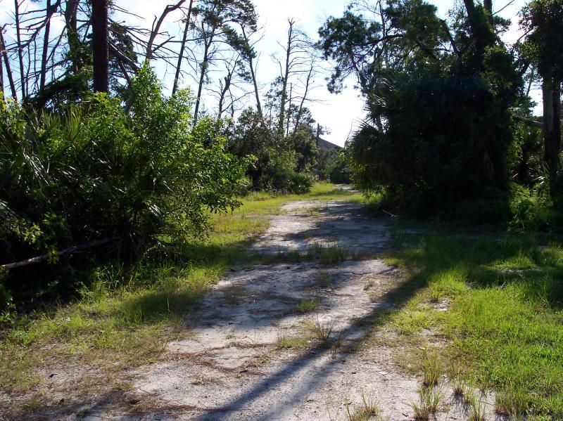 A sandy path winding through a lush green landscape, flanked by tall trees and dense vegetation, under a bright blue sky. Sunlight casts shadows along the trail, indicating a warm, sunny day.  Turkey Creek mountain bike trail.