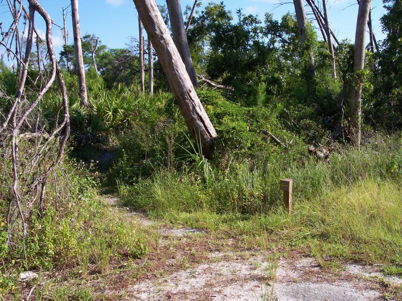 A path leading into a lush green area, surrounded by tall grasses, shrubs, and trees. A large, standing dead tree is visible on the left, and a wooden marker is partially visible on the right. The scene captures a natural, overgrown landscape under a blue sky. Turkey Creek mountain bike trail.