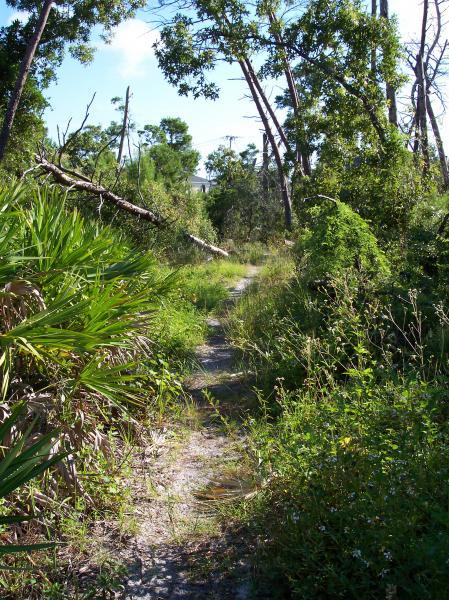 A narrow, winding hiking trail surrounded by lush greenery and tall trees, with fallen branches on the ground, leading through a natural landscape. The path is lightly worn, indicating use, and the sun is shining on a clear blue sky. Turkey Creek mountain bike trail.