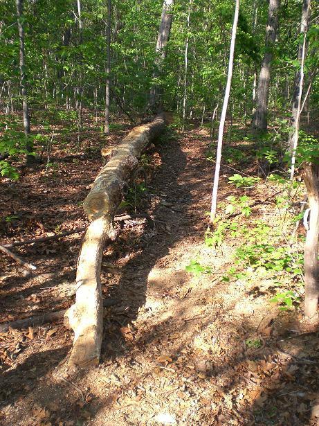 A fallen log rests along a dirt path in a lush green forest, surrounded by young trees and dappled sunlight filtering through the leaves. The ground is covered with fallen leaves and the log creates a natural barrier along the trail. Sherman Branch Park Mtb Trail mountain bike trail.