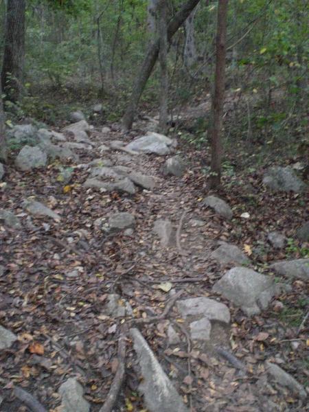 A rocky trail winding through a wooded area, covered with fallen leaves and surrounded by trees. The path appears rugged, with large stones scattered along the route. Sherman Branch Park Mtb Trail mountain bike trail.