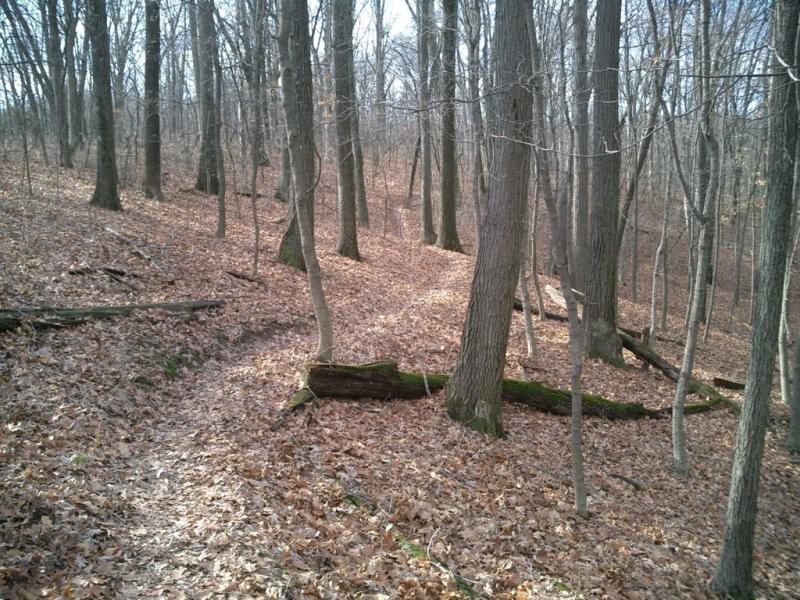 A serene forest scene featuring tall, bare trees in a gentle slope, with a path meandering through a bed of fallen leaves. Sunlight filters through the branches, creating a peaceful outdoor atmosphere. Greensfelder Park mountain bike trail.