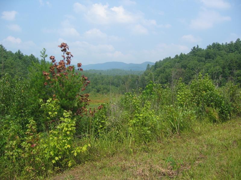 A scenic view of lush green trees and shrubs with a backdrop of rolling hills under a partly cloudy blue sky. The foreground features various plants, including some with reddish leaves, while the distant mountains create a tranquil and natural landscape. Jones Creek Ridge Trail mountain bike trail.