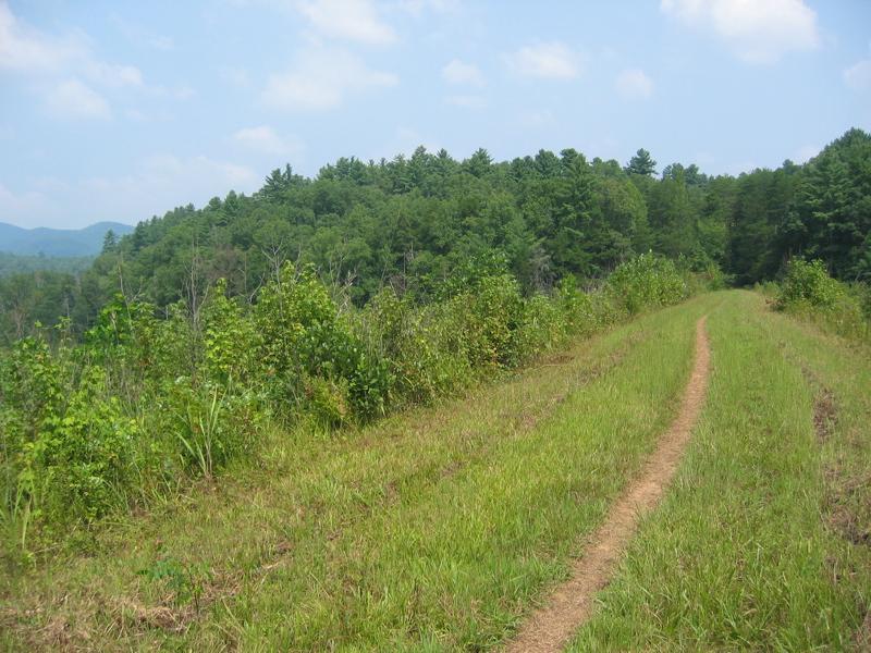 A winding dirt path cuts through a lush green landscape, bordered by tall grass and shrubs, leading towards a hilly area covered with dense trees under a partly cloudy sky. Jones Creek Ridge Trail mountain bike trail.