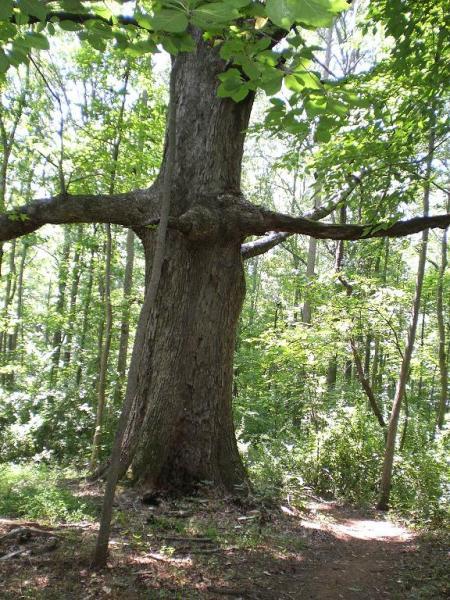 A large tree with a thick trunk and wide, extending branches, surrounded by a green forest. Sunlight filters through the leaves, creating a serene and lush environment. George Poston Park mountain bike trail.