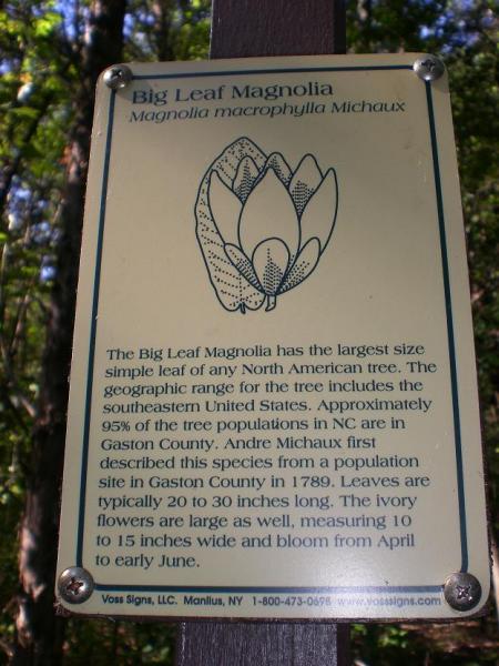 A sign titled "Big Leaf Magnolia" providing information about the Big Leaf Magnolia tree (Magnolia macrophylla Michaux). The sign details the tree's characteristics, geographic range, and blooming information, including its large leaves and flowers. The background shows a natural setting. George Poston Park mountain bike trail.