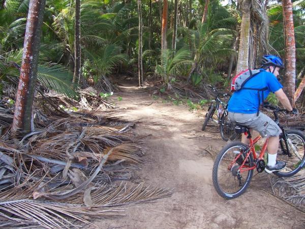 A person wearing a blue shirt and helmet rides a red mountain bike on a narrow path through a lush, tropical forest. The trail is surrounded by palm trees and scattered palm fronds, indicating a natural environment. Cerro Gordo Trail mountain bike trail.