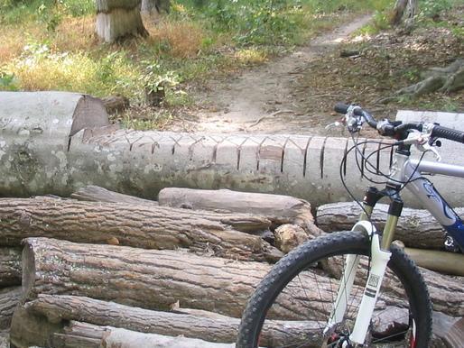 A close-up view of a mountain bike parked next to a pile of logs on a forested trail, with a dirt path visible in the background. The scene includes a fallen log with visible cut marks, surrounded by greenery and trees. Quantico Trail mountain bike trail.