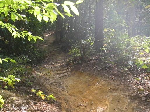 A narrow dirt path winding through a forest, surrounded by greenery and dappled sunlight filtering through the leaves. The trail is partially eroded, showing exposed soil and roots along the edges. Quantico Trail mountain bike trail.