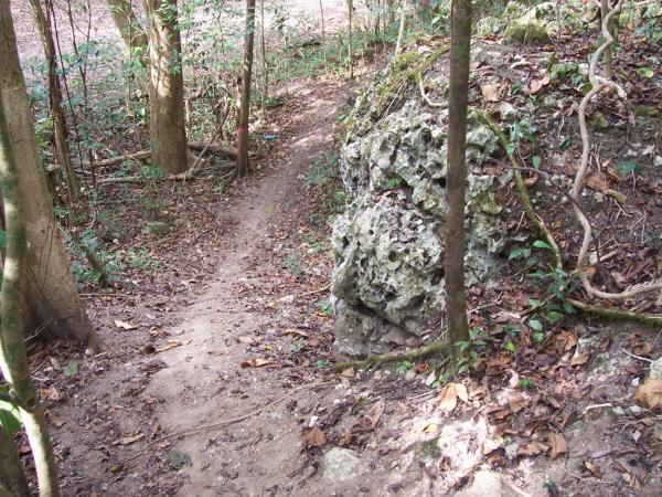 A narrow dirt path winding through a dense forest, surrounded by trees and rock formations, with scattered leaves on the ground. Monagas mountain bike trail.