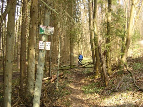 A cyclist riding on a dirt path through a forest, surrounded by tall trees with sparse foliage. Signs are posted on nearby trees, indicating trail information. A fallen branch lies across the path. Stadtwald To Weipoltshausenwald mountain bike trail.