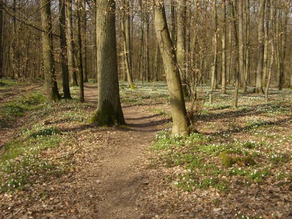 A tranquil forest scene featuring a winding dirt path surrounded by tall trees. The ground is blanketed with delicate white flowers and patches of green, creating a serene atmosphere in the early spring. Sunlight filters through the branches, casting gentle shadows on the leaf-covered ground. Stadtwald-mainberg mountain bike trail.