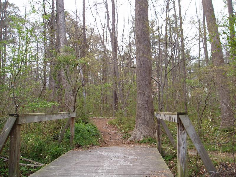 A wooden bridge leads into a lush green forest path, surrounded by tall trees and shrubs. The scene captures a tranquil outdoor environment, with a mix of bare branches and fresh foliage, indicating early spring. Indian River Park mountain bike trail.
