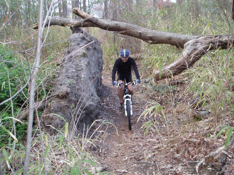 A cyclist in a black outfit navigates a narrow dirt trail surrounded by tall grasses and trees. A fallen log stretches across the path, while a large rock formation is partially visible to the left. The scene captures an adventurous moment in a forested environment. Indian River Park mountain bike trail.