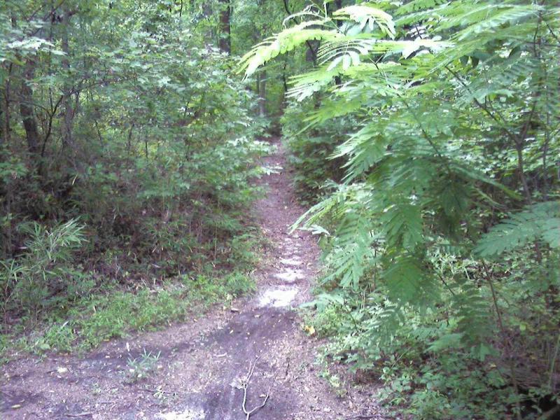 A narrow dirt path winding through a dense green forest, surrounded by various plants and foliage on either side. The trail is partially shaded by trees, creating a serene and natural ambiance. Indian River Park mountain bike trail.