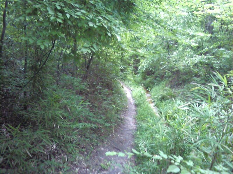 A winding dirt path through a lush green forest, surrounded by dense foliage and undergrowth, with trees overhead providing shade. Indian River Park mountain bike trail.