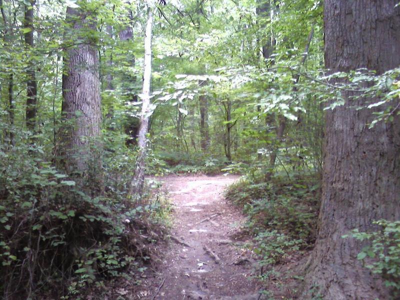A winding dirt path through a lush green forest, flanked by tall trees and dense foliage. The sunlight filters through the leaves, creating a serene and peaceful atmosphere. Indian River Park mountain bike trail.