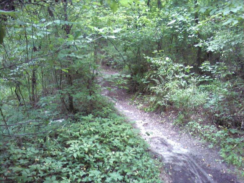 A winding dirt path through a lush, green forest, surrounded by dense foliage and undergrowth, creating a serene and natural atmosphere. Indian River Park mountain bike trail.
