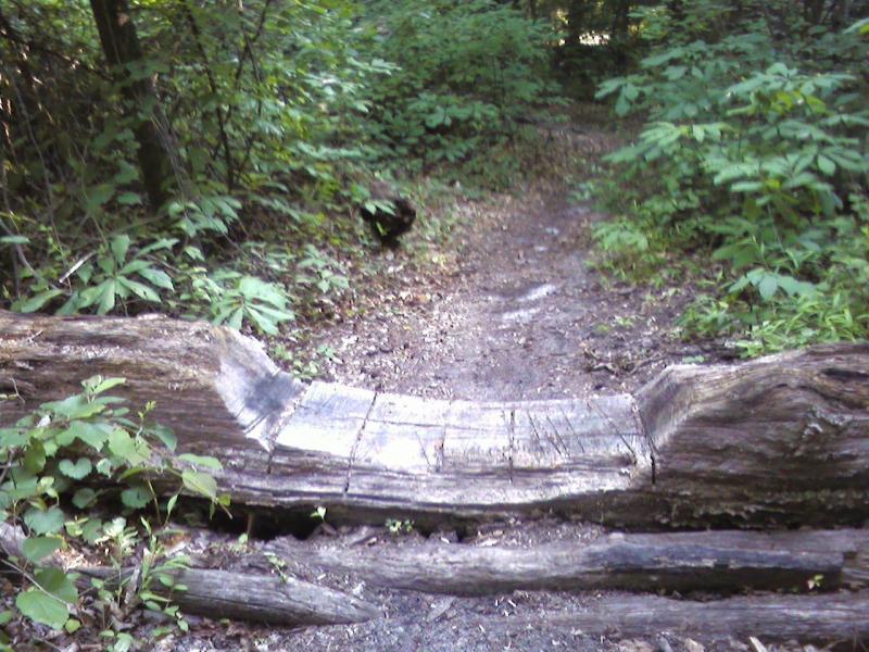 A weathered log bridged over a narrow dirt path surrounded by lush green foliage in a wooded area. The sunlight filters through the trees, casting dappled shadows on the ground. Indian River Park mountain bike trail.