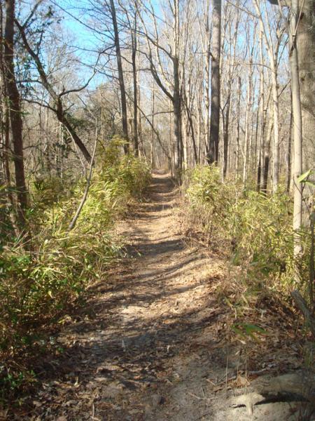 A narrow dirt path winding through a forest, lined with tall, bare trees and patches of green foliage on either side. Sunlight filters through the branches, illuminating the trail which is covered in fallen leaves. The scene conveys a quiet, serene atmosphere typical of a wooded area in early spring or late fall. Indian River Park mountain bike trail.