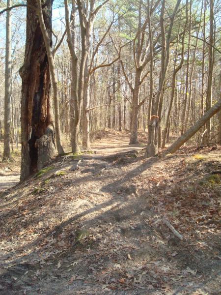 A winding dirt path through a wooded area, surrounded by tall trees with bare branches. The ground is covered in fallen leaves, and a large, partially burned tree trunk stands prominently on the left side. The scene is set on a sunny day, with shadows cast along the trail. Indian River Park mountain bike trail.