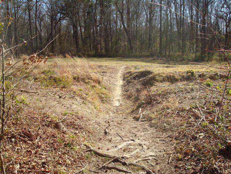 A dirt path winding through a grassy area surrounded by trees, with visible roots and dried foliage along the sides, leading into a forested backdrop. Indian River Park mountain bike trail.