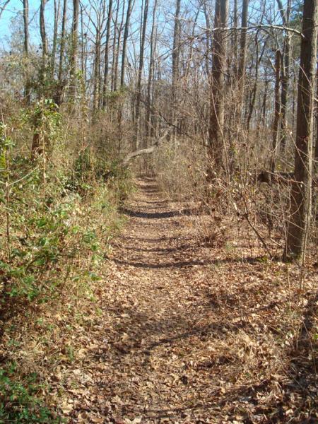 A narrow dirt path winding through a wooded area, surrounded by trees and underbrush, with fallen leaves covering the ground. The scene is illuminated by sunlight, suggesting a clear day. Indian River Park mountain bike trail.
