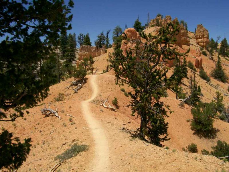 A winding dirt trail leads through a rugged landscape featuring orange rock formations and scattered pine trees under a clear blue sky. Thunder Mountain mountain bike trail.