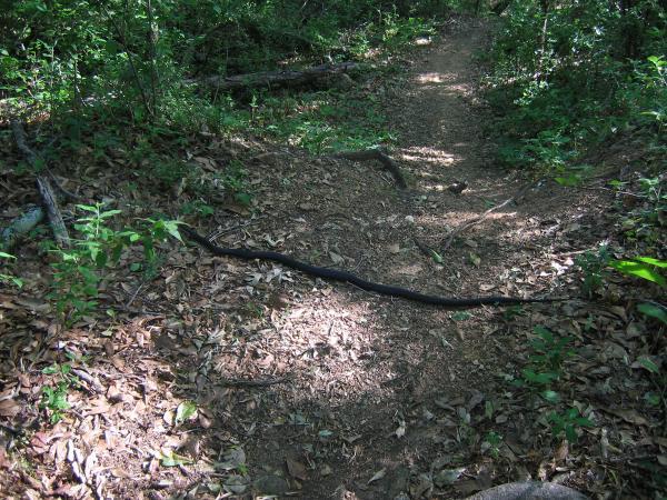 A black snake is resting in the middle of a dirt trail that winds through a lush, green forest. Surrounding the path are patches of sunlight and scattered dried leaves, while dense foliage lines the sides. 441 Trails mountain bike trail.