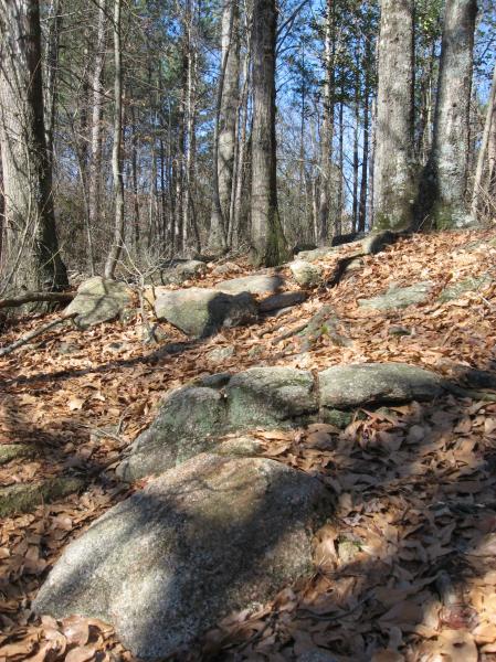 A rocky path covered with autumn leaves, winding through a forest of tall trees under a clear blue sky. 441 Trails mountain bike trail.
