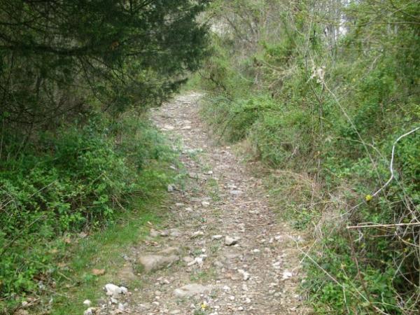 Alt text: A narrow, rocky trail surrounded by lush green foliage and trees, leading into a wooded area. Hayes Gap mountain bike trail.