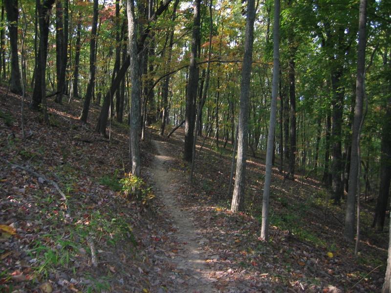 A winding dirt trail through a forest, surrounded by tall trees with a mix of green and autumn-colored leaves. The ground is covered with fallen leaves, creating a natural path that leads further into the woods. Raccoon Mountain Trail Network mountain bike trail.
