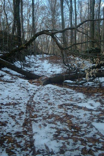 A snow-covered forest path with fallen trees and bare branches, surrounded by leaf litter and a serene winter atmosphere. Upper Paugussett State Forest mountain bike trail.