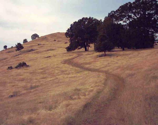 A winding dirt path leading through a grassy landscape, with sparse trees dotting the hillside under an overcast sky. The scene depicts a tranquil outdoor setting with rolling hills in the background. Up Down Trail mountain bike trail.