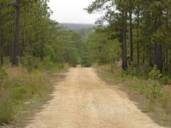 A dirt road extending through a dense forest of tall pine trees, with greenery on both sides and a cloudy sky in the background. All American Trail mountain bike trail.