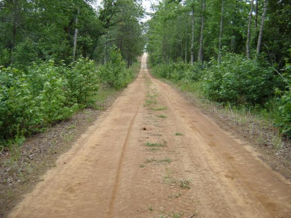 A dirt road winding through a lush green forest, flanked by bushes and trees, leading into the distance. The path shows tire tracks and has sparse grass growing along the edges. All American Trail mountain bike trail.