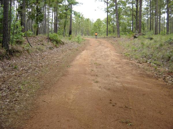 A dirt path winding through a forest of tall trees, with a person in an orange shirt walking away in the distance. The trail is lined with patches of grass and scattered leaves. The atmosphere is serene and natural, typical of a wooded area. All American Trail mountain bike trail.