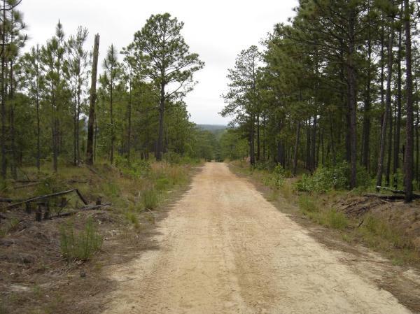 A dirt road stretches through a dense forest, flanked by tall pine trees on either side. The atmosphere is tranquil, with a cloudy sky overhead and gentle greenery along the road's edges. All American Trail mountain bike trail.