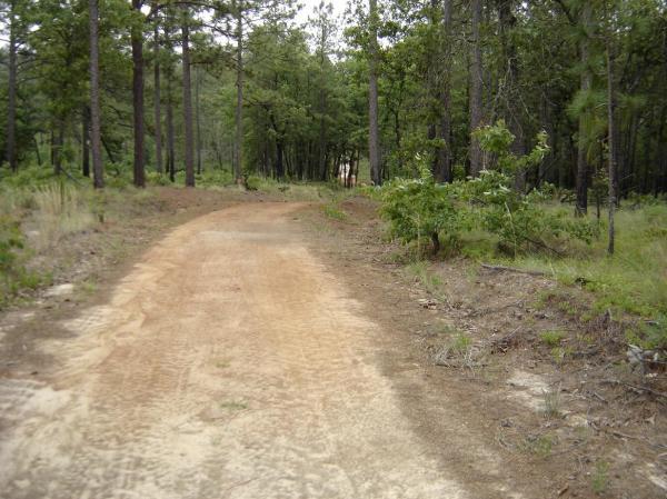 A dirt path winding through a wooded area, surrounded by tall trees and greenery. The trail is lined with sparse grass and small bushes, leading deeper into the forest. All American Trail mountain bike trail.