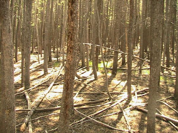 A dense forest scene featuring tall trees with thin trunks, sunlight filtering through the branches and casting shadows on the forest floor. Fallen branches and twigs are scattered among the trunks, creating a natural, untamed atmosphere. Flying J Ranch mountain bike trail.