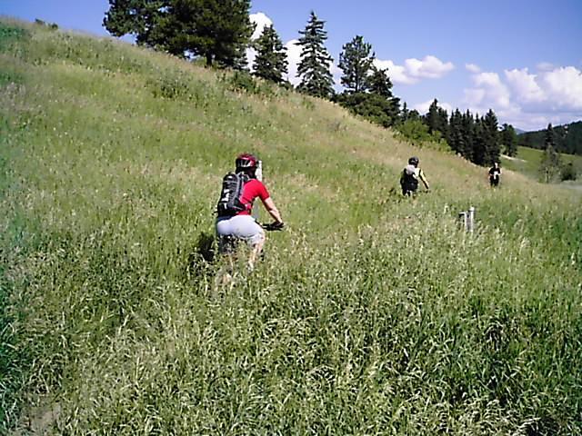 A group of mountain bikers navigating through a grassy field surrounded by trees under a clear blue sky. Flying J Ranch mountain bike trail.