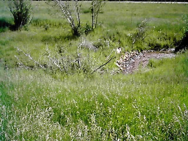 A lush green landscape featuring tall grasses and small bushes, with a winding creek visible in the foreground. The scene captures a peaceful, natural setting with a few fallen branches and rocks along the water's edge. Flying J Ranch mountain bike trail.
