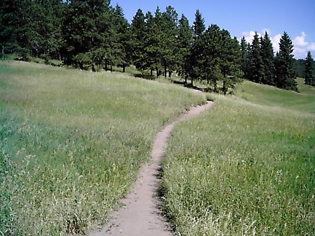 A winding dirt path through a green meadow, surrounded by clusters of tall trees under a clear blue sky. Flying J Ranch mountain bike trail.