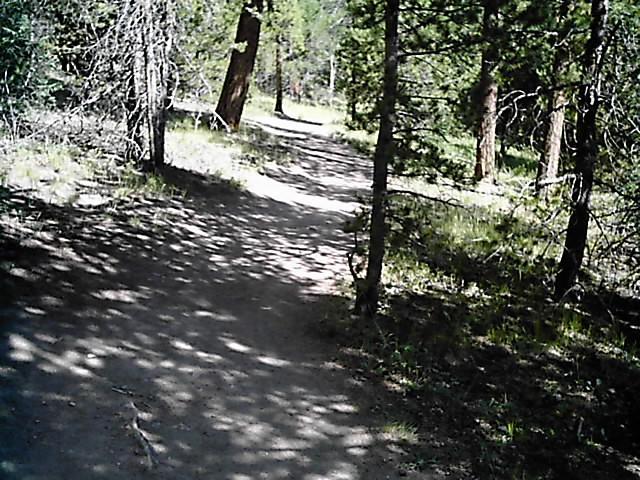 A winding dirt path through a lush forest, surrounded by tall trees and dappled sunlight. Shadows from the branches create patterns on the ground, highlighting the natural beauty of the outdoor setting. Flying J Ranch mountain bike trail.