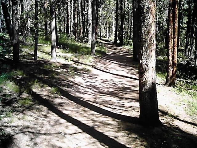 A winding dirt path through a forest, surrounded by tall trees and dappled sunlight filtering through the leaves, casting shadows on the trail. Flying J Ranch mountain bike trail.