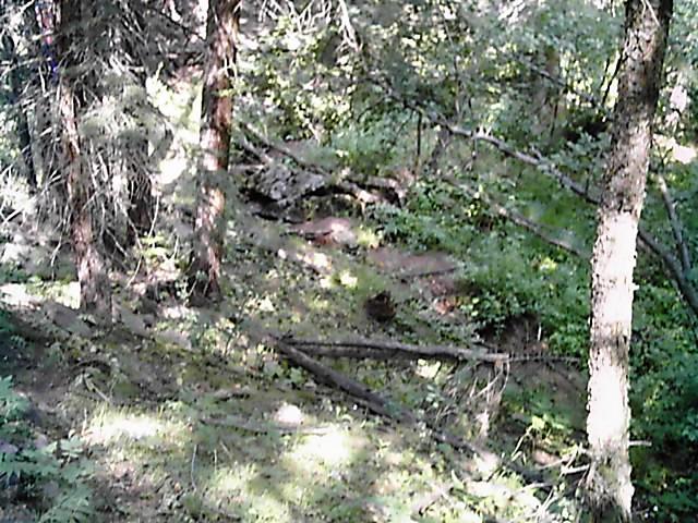 A dense forest scene featuring tall trees, underbrush, and scattered logs on the ground. Sunlight filters through the leaves, creating dappled shadows on the forest floor, which is covered with moss and greenery. Flying J Ranch mountain bike trail.